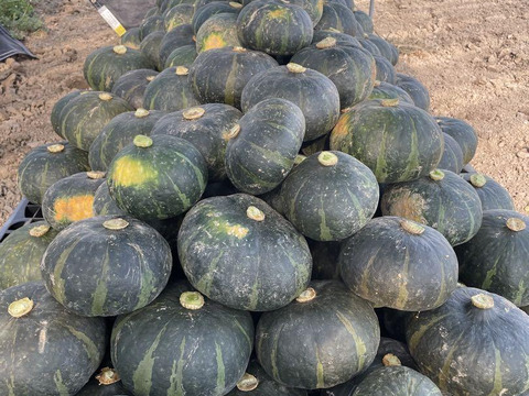 北海道産　農薬不使用かぼちゃ 【グラッセ】 　 5kg