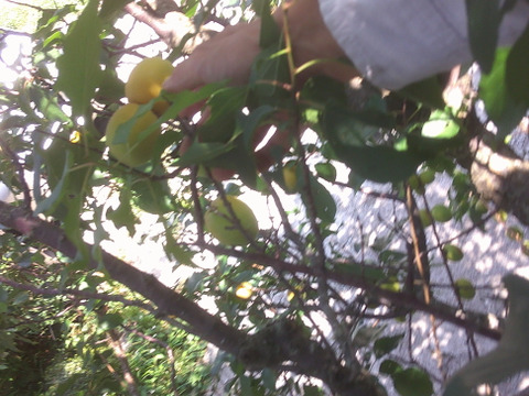 生梅　早い者勝ち【自然栽培　梅干し用梅　梅酒用　など２キロ】これで最後です！