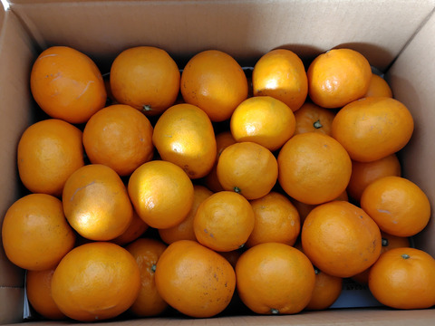 希少品種　爽やかな香り　はれひめ　家庭用Ｂ品　箱込み 4.5キロ