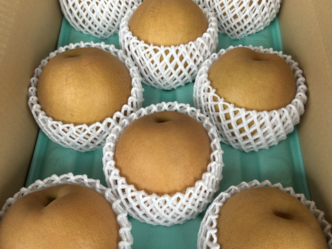 栃木県産 ご家庭用 王秋梨　5kg 6〜9玉入り