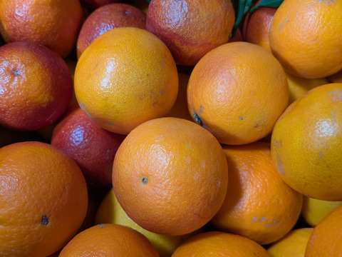 【ブサ皮】ブラッドオレンジ   約5kg