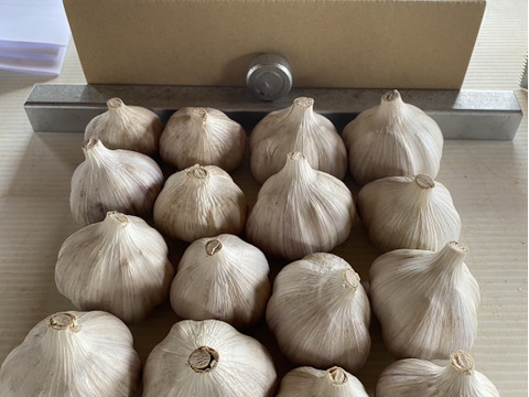 旨味と香りでお料理がワンランクアップ！希少な北海道在来種の有機にんにく【ピンクにんにく】１ｋｇ　栄養満点！夏バテ予防にも♪