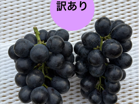 訳あり」ナガノパープル2房(1kg超、送料別)：長野県産のナガノパープル