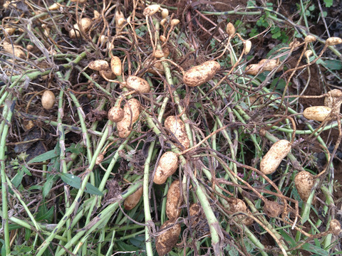 農薬不使用のミニ大根２本と乾燥生落花生250g　化学肥料も有機肥料も不使用です