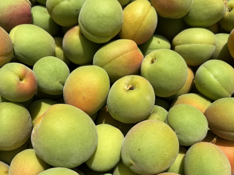 梅干し用　梅　1キロ　甘い香り♪ 産地直送