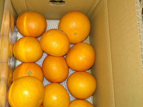 ☆農園1番人気☆ まどんな　家庭用2.5キロ×2箱