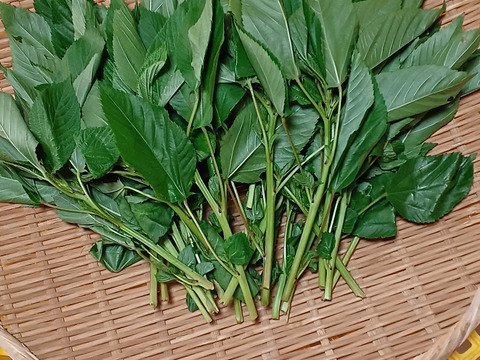 安心・安全な「夏」の旬のおまかせ野菜セット　７～８種類