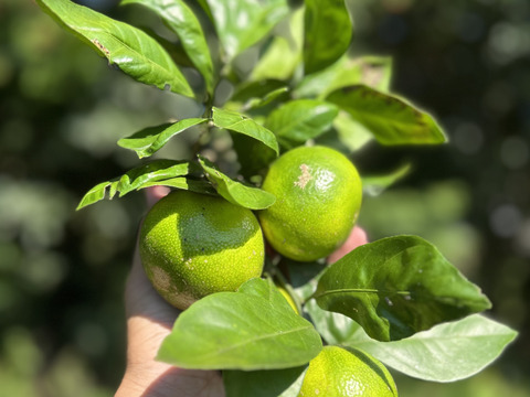 農薬化学肥料不使用】極早生『肥のさやか』（箱込み2kg）：熊本県産の