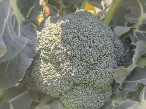 食べてみりん🥦🥬セット