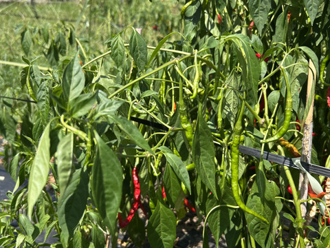 お値段以上に辛っ🔥でもうまっ
🌶️乾燥赤唐辛子🌶20g【岐阜県郡上市産】