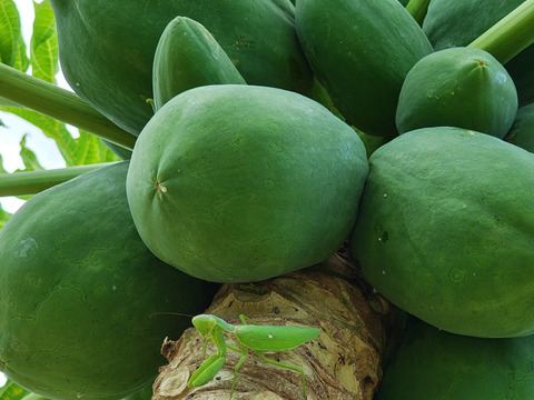 クリスマス特価　沖縄のフルーツパパイヤ2.8ｋｇ