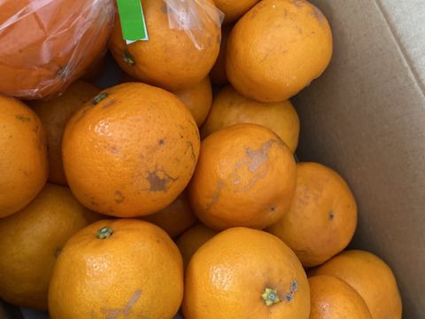 甘くて少し酸っぱい爽やかな味！「爽蜜はるみ」 みかん2.5㎏　糖度13度以上　静岡県より産地直送