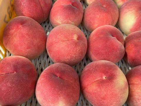【期間限定！山梨県産桃訳アリ品種いろいろ🍑】すぐ発送！約2キロ！中～特大サイズランダム6～８個！一度食べたら忘れられない  その時期一番おいしい品種をお届け【品種おまかせ】