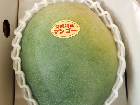 【限定数販売】沖縄・宜野座育ちのキーツマンゴー【1玉、約800g以上】