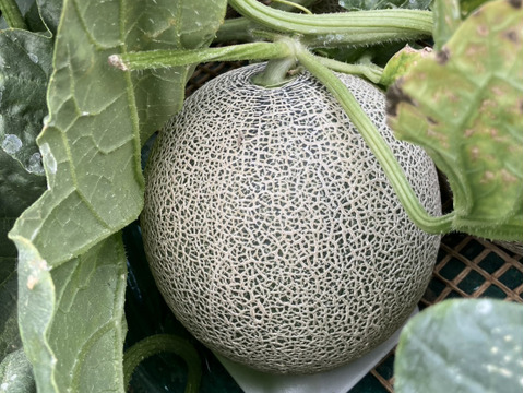 メロンの王様！イバラキング【大玉】2玉