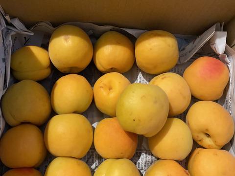 【予約】大実あんず　山形県産　2kg