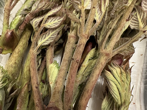 採れたて山菜「天然こしあぶら５００ｇ」天ぷら、混ぜごはん等で《予約受付》