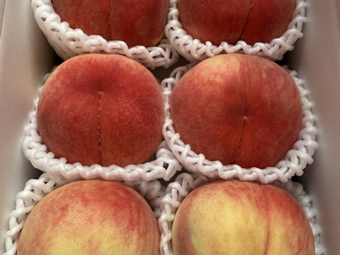 【超特価】１.２ｋｇ（５~６個位）「あかつき」８月１０日販売終了