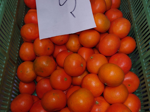 新品種☆柑橘☆みはや☆4kgSサイズ