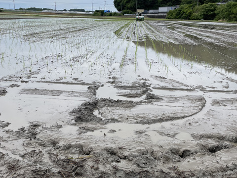 新米 令和7年度産【もりのくまさん】白米5キロ 熊本の地下水使用