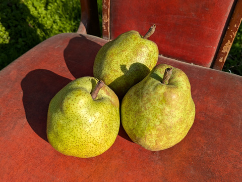 果物の女王ラ・フランス　特秀　約2kg　3L