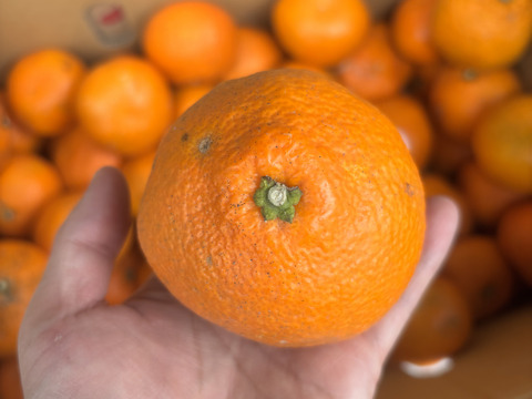 訳あり〜愛媛県産〜　島育ち　木なり完熟　熟成　伊予柑　5kg（箱込み）