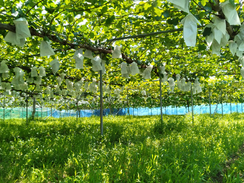 最終セール　ぜひ説明文をご覧ください！　シャインマスカット　お得な家庭用　1.5～1.8キロ（大小込み目安　4～6房）