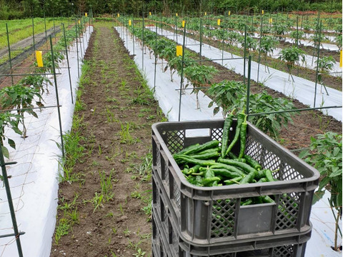 【今が旬！】肉厚ジューシー甘長とうがらし【甘とう美人】BBQに！串焼きに！(1箱300g✖️3袋入り)
