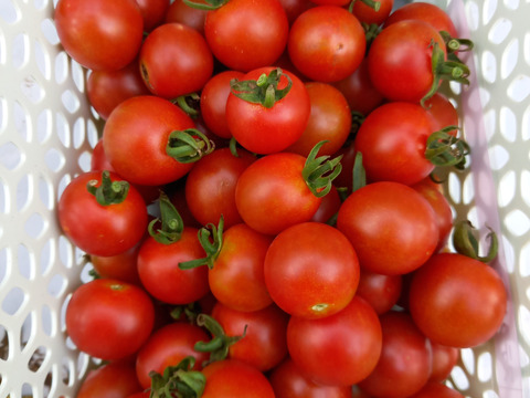 旨味濃厚！ミニトマト【ステラ】　500g　化学農薬不使用