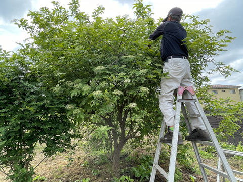 エルダーフラワー 600g  自然農栽培 5月半ばからご予約順に順次発送いたします。
フラワーウォーターフラワーコーディアル、シロップなどに。