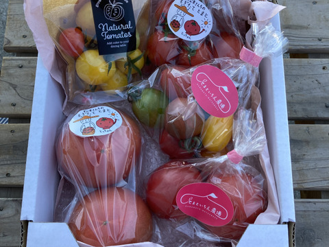 トマト、ミニトマト、カラフルトマトの「バラエティプチセット」5袋11種の1キロ【トマト食べ比べ】