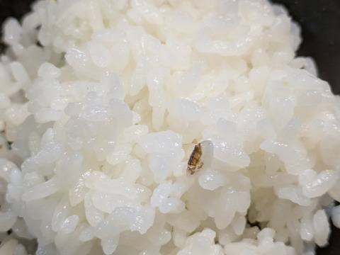 新米　コシヒカリ　約1.5キロ　精米　黒いキズ多め