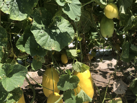 さっぱりした甘さ　昭和のメロン　マクワウリ　(キンショーメロン)　3㎏前後/3個　  農薬不使用　化学肥料・除草剤不使用