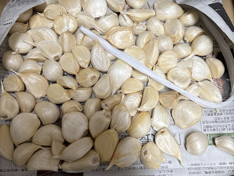 【毎年２万箱売れてます！】500g!! 青森県産にんにく 最高級品種 ホワイト６片「白玉王」家庭用バラ