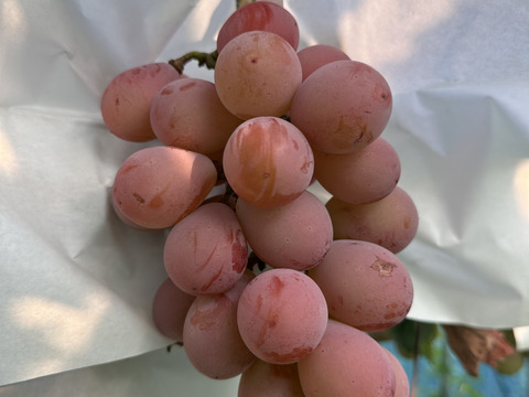 限定10箱！稀少品種！極甘クイーンニーナ2房（1kg）【敬老の日ギフト】