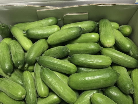 パリパリ！おやつ・おつまみに最適ミニきゅうり 1kg【FGAP取得