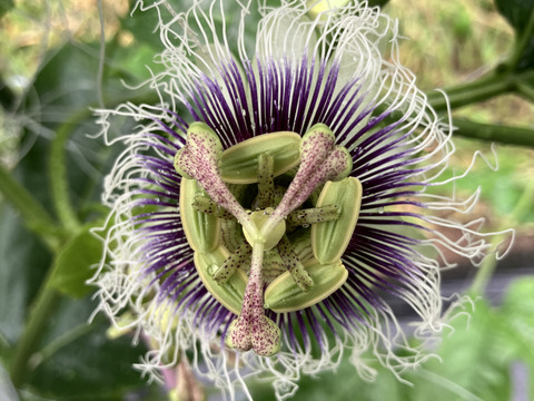 大分県玖珠郡産パッションフルーツ・りり恋【5～8個、贈答・ご自宅用】