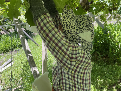 【ギフト用！9月発送！予約販売！朝採れ新鮮】山梨県産シャインマスカット2房(約1kg)