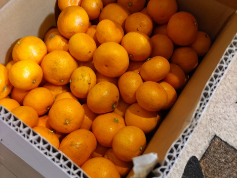 有田みかん混合3kg