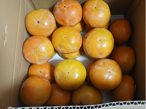 和歌山県産　富有柿　極甘(家庭用)5kg　M～2Lサイズ