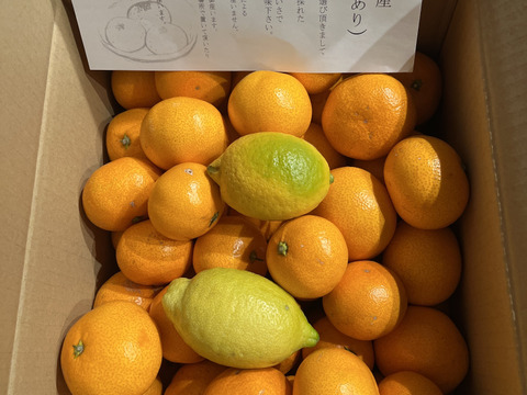 石地みかん 訳あり 10kg 広島 瀬戸田産 石地みかん 家庭用みかん