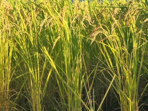 【お試し品】自然農法無の会の白米「福、笑い」1kg