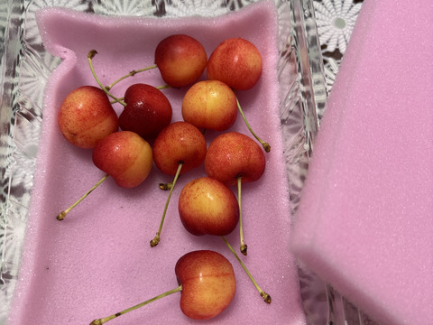 【さくらんぼ最高糖度賞受賞園地】紅てまり　秀品1kg