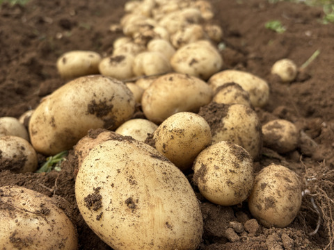 デジマ｜ホクホク旨味あふれる新じゃが　皮ごと食べられる島じゃがいも　２kg