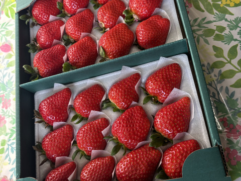 人気品種の大玉いちご！厳選２品種食べ比べセット！！（18～24粒）