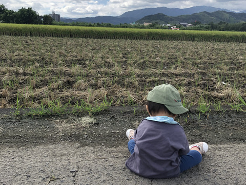 ★令和7年度産新米★ 徳島県産　コシヒカリ　30キロ　玄米