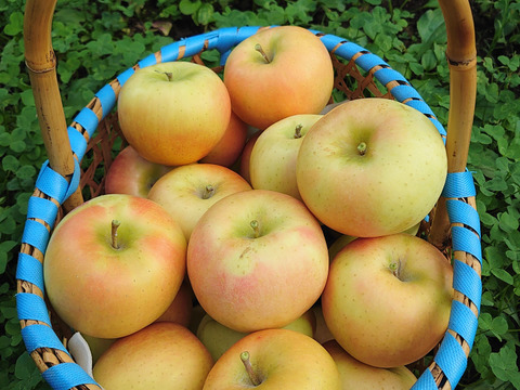 《予約受付》トキ  5kg（14個～18個）　青森県産りんご　家庭用