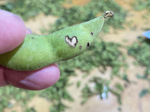 丹波篠山の黒枝豆 1kg 訳あり 限定｜秋のごほうび便