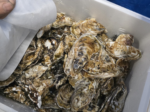 【水産庁補助事業　送料無料】🦪 生食用13ｋｇ 殻付き 牡蠣 牡蛎 殻付き牡蛎 kaki カキ 松島牡蠣屋 BBQに最適！🔥 海産物 オイスター  😋生牡蠣 殻付き牡蠣