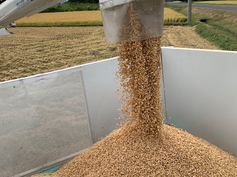 令和5年産　山形県産　つや姫　5kg  お米　5kg